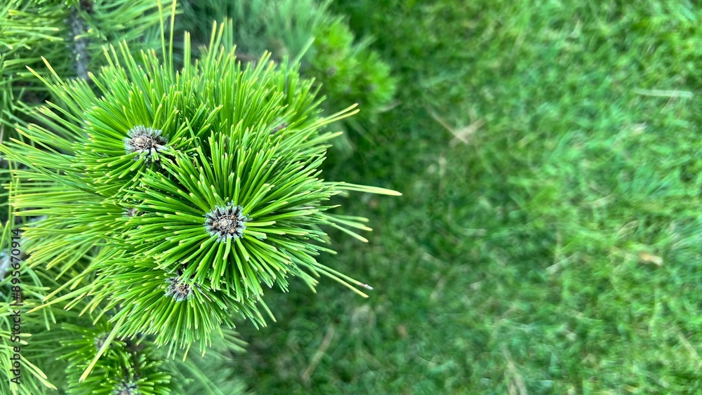 coniferous green eco background, space for text coniferous green eco background, space for text