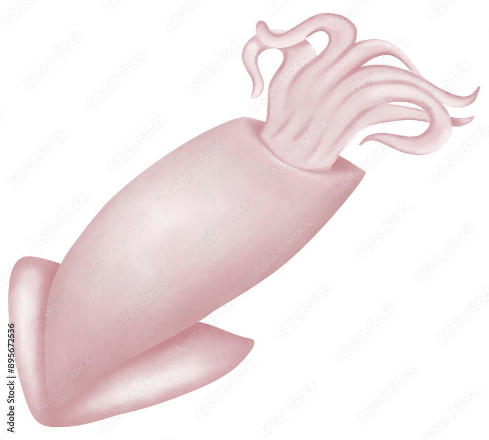 Fototapeta premium Squid