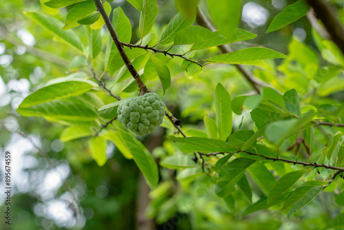 Green custard fruit on the tree