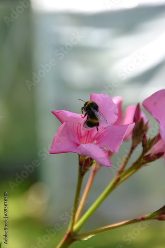  bumblebee bee on flower in home garden 