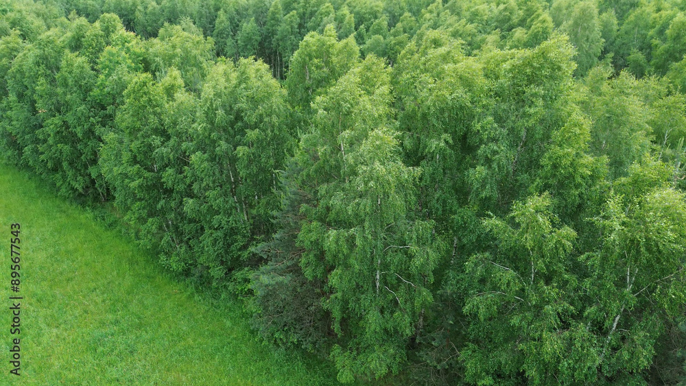 trees in the woods aerial view from the side trees in the woods aerial view from the side