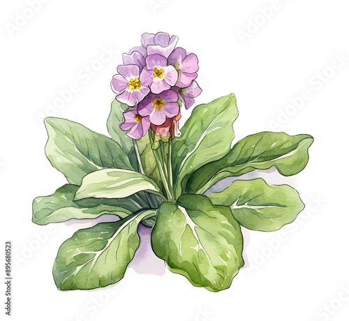 Lungwort flower, watercolor clipart illustration with isolated background.