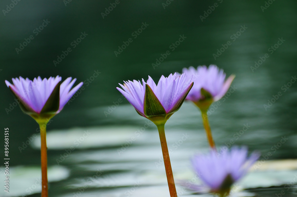blossoming waterlily flowers in pond