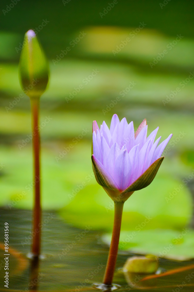 blossoming waterlily flowers in pond blossoming waterlily flowers in pond