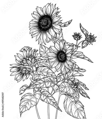 Vector illustration of 3 sunflower flowers in engraving style