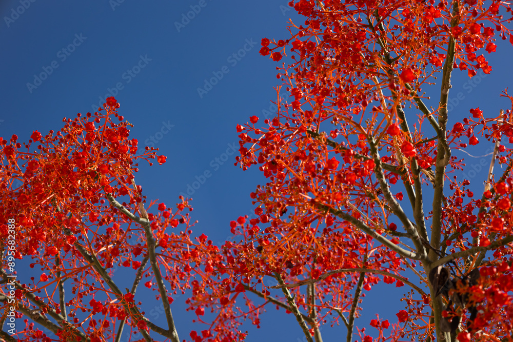 photo of beautiful deep red trees with a touch of orange and behind a striking and beautiful aquarium blue sky photo of beautiful deep red trees with a touch of orange and behind a striking and beautiful aquarium blue sky