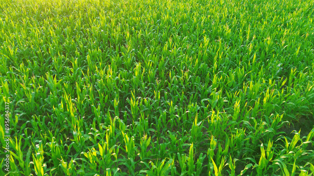 Aerial view of cornfield glowing at sunset Aerial view of cornfield glowing at sunset