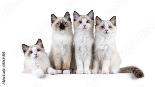 Row of 4 adorable Ragdoll cat kittens, laying and sitting beside each other. All looking towards camera with breed specific blue eyes. Isolated on a white background. photo