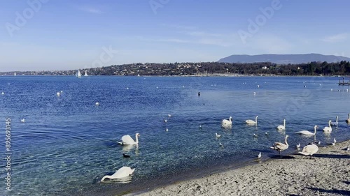 swans on the Geneva lake shore