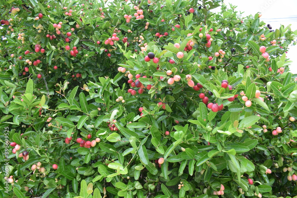 Mango yawning lime is a dark reddish pink fruit. Fruit with medicinal properties. Mango yawning lime is a dark reddish pink fruit. Fruit with medicinal properties.