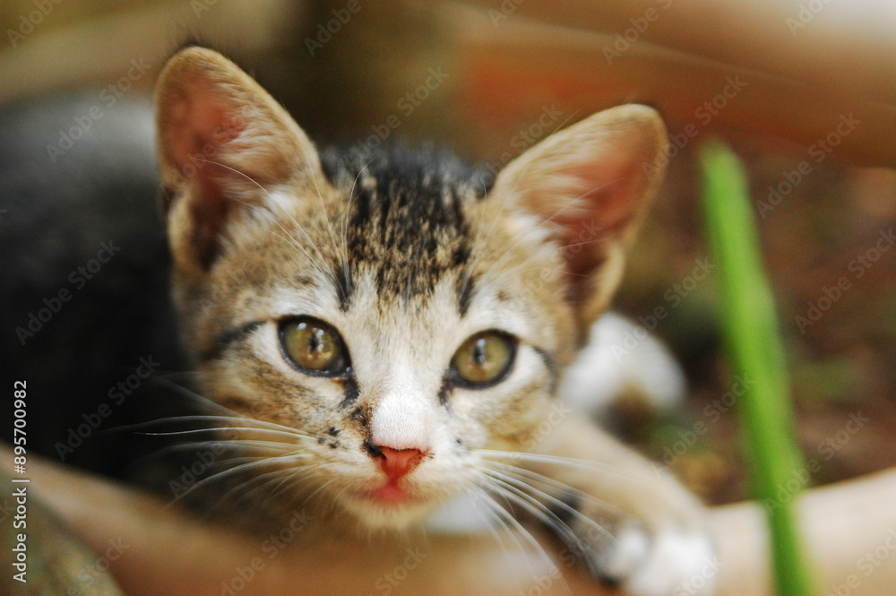 A portrait of cute grey domestic male kitten in the garden A portrait of cute grey domestic male kitten in the garden