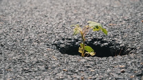 A small, resilient plant sprouts through a hole in the asphalt, symbolizing nature's persistence and adaptability in harsh urban environments. Looped