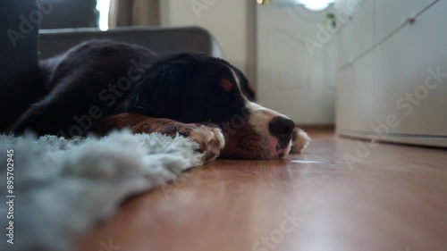 Hund schaut zur Kamera