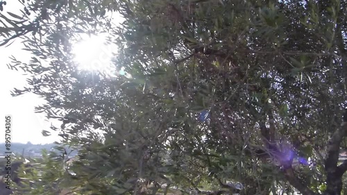 Sonnenlicht bricht durch Bäume