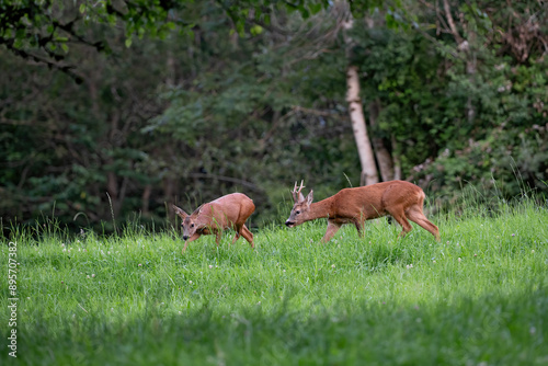 Chevreuil (Capreolus capreolus) rut du chevreuil, jeux amoureux, poursuite d'une chevrette. Alpes. France
