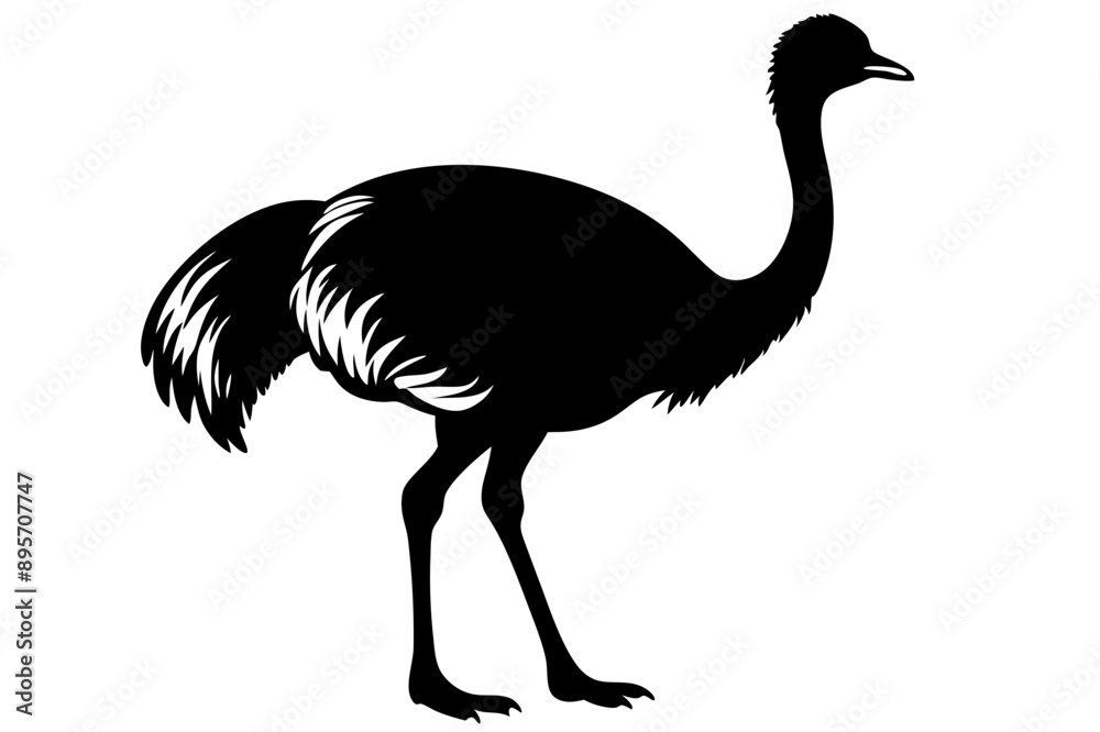 An Emu bird vector illustration