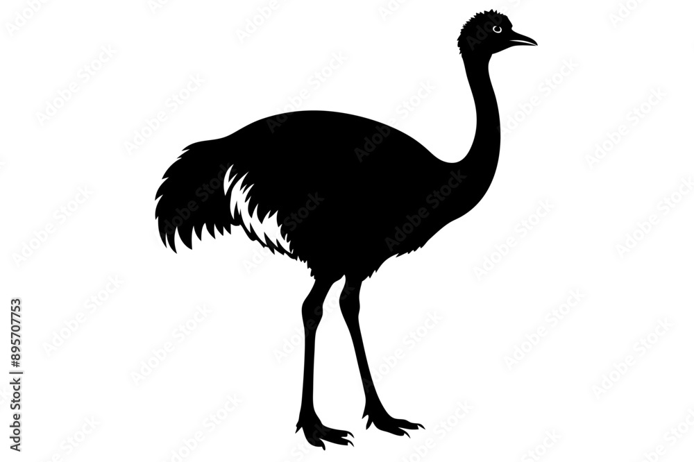 An Emu bird vector illustration
