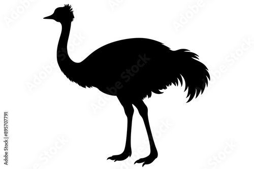 An Emu bird vector illustration