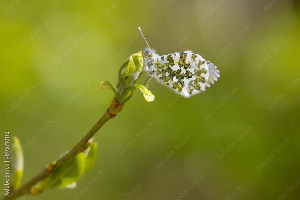 Orange Tip Butterfly feeding on a flower, Bishop Middlham Nature Reserve, County Durham, England, UK Orange Tip Butterfly feeding on a flower, Bishop Middlham Nature Reserve, County Durham, England, UK