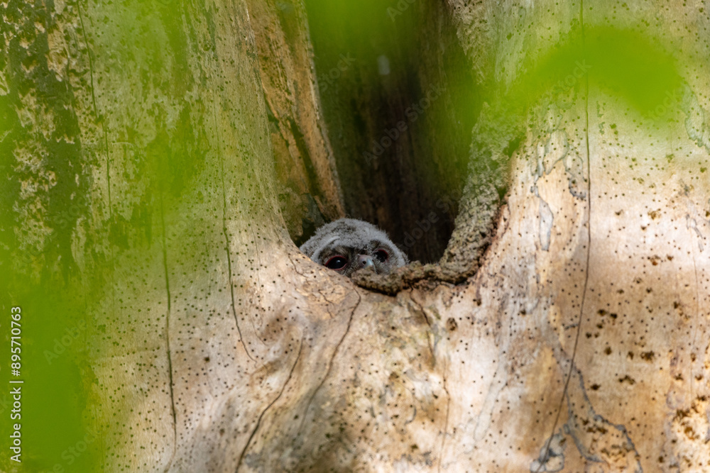 Obraz premium Tawny Owl chick nesting in a dead tree trunk, County Durham, England, UK.
