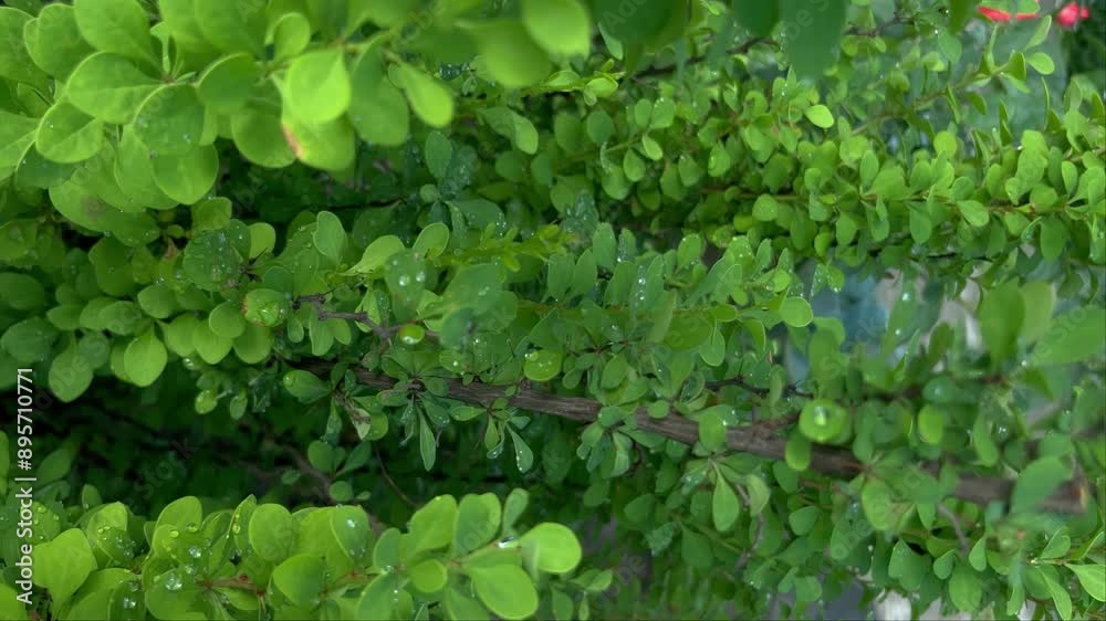 Barberry green leaves with rain drops Barberry green leaves with rain drops
