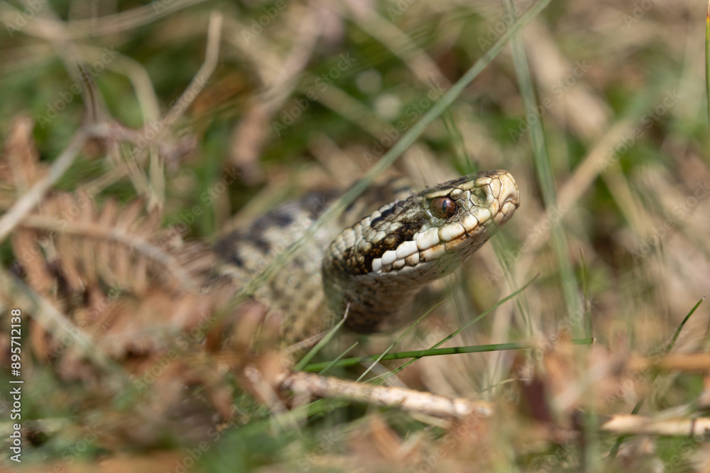 Female Adder crawling through grass, Weardale, County Durham, England, UK. Female Adder crawling through grass, Weardale, County Durham, England, UK.