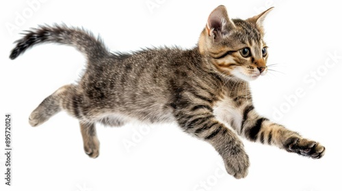 playful shorthaired cat midleap tail curled whiskers forward captured in dynamic motion against pure white background