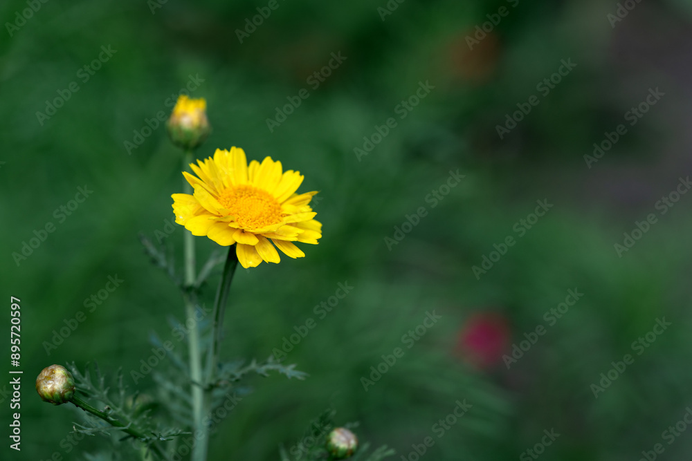 A flowering plant Cota tinctoria on a background of green bokeh in closeup. A yellow margarita flower among the grass with a copyspace