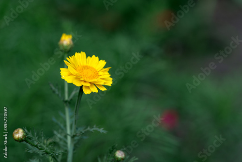Obraz na płótnie A flowering plant Cota tinctoria on a background of green bokeh in closeup. A yellow margarita flower among the grass with a copyspace w salonie