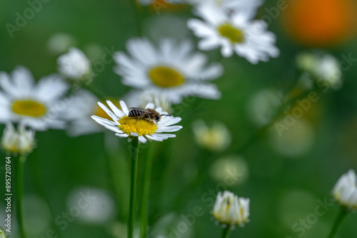 A daisy on the lawn in the park in close-up. Chamomile on a background of green grass in a flowerbed