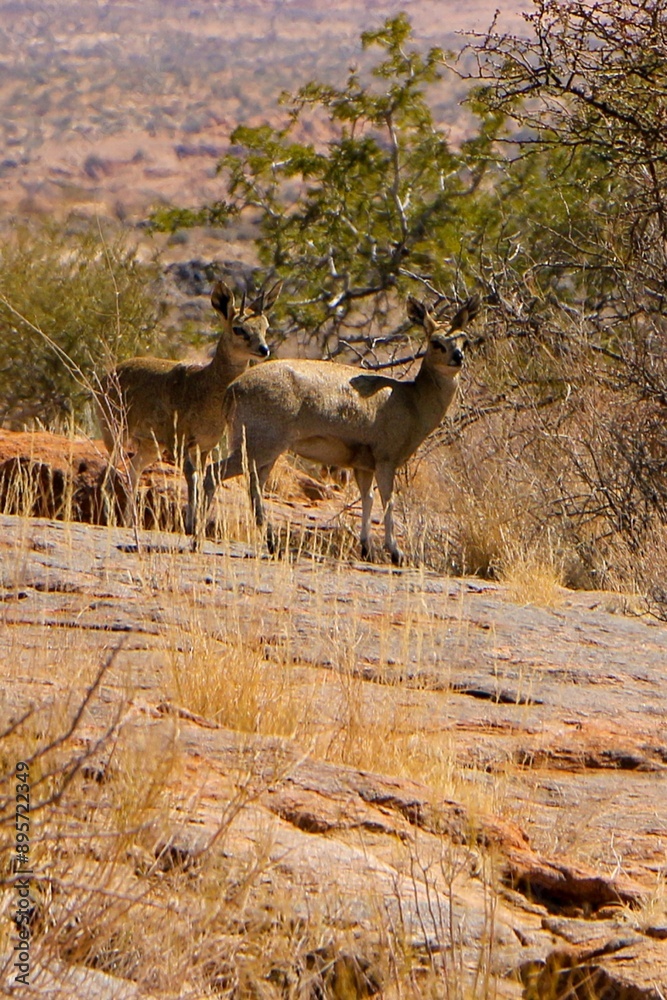 Naklejka premium klipspringer