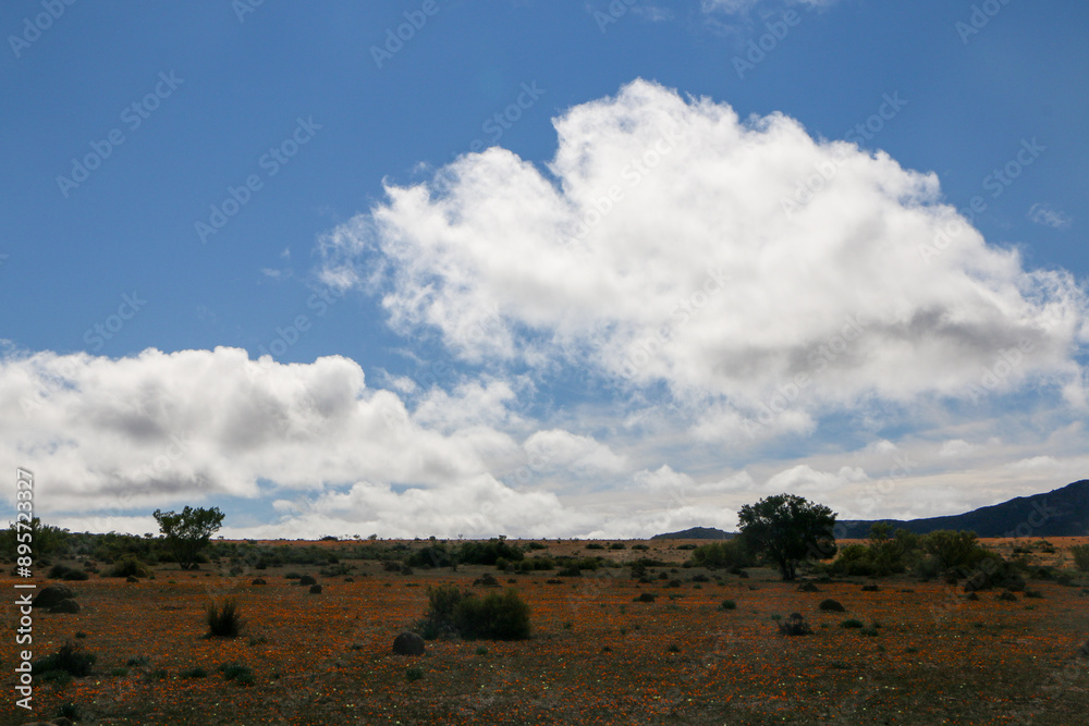 Fields covered in thousands of flowers in Namaqua National Park in spring Fields covered in thousands of flowers in Namaqua National Park in spring