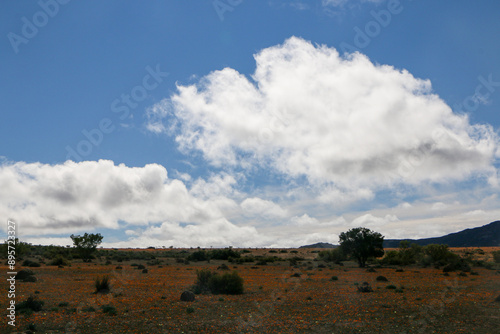 Fields covered in thousands of flowers in Namaqua National Park in spring photo