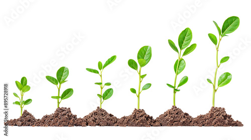 Growth Stages on White: A captivating visual of six vibrant green plant seedlings at progressive growth stages, symbolizing development.