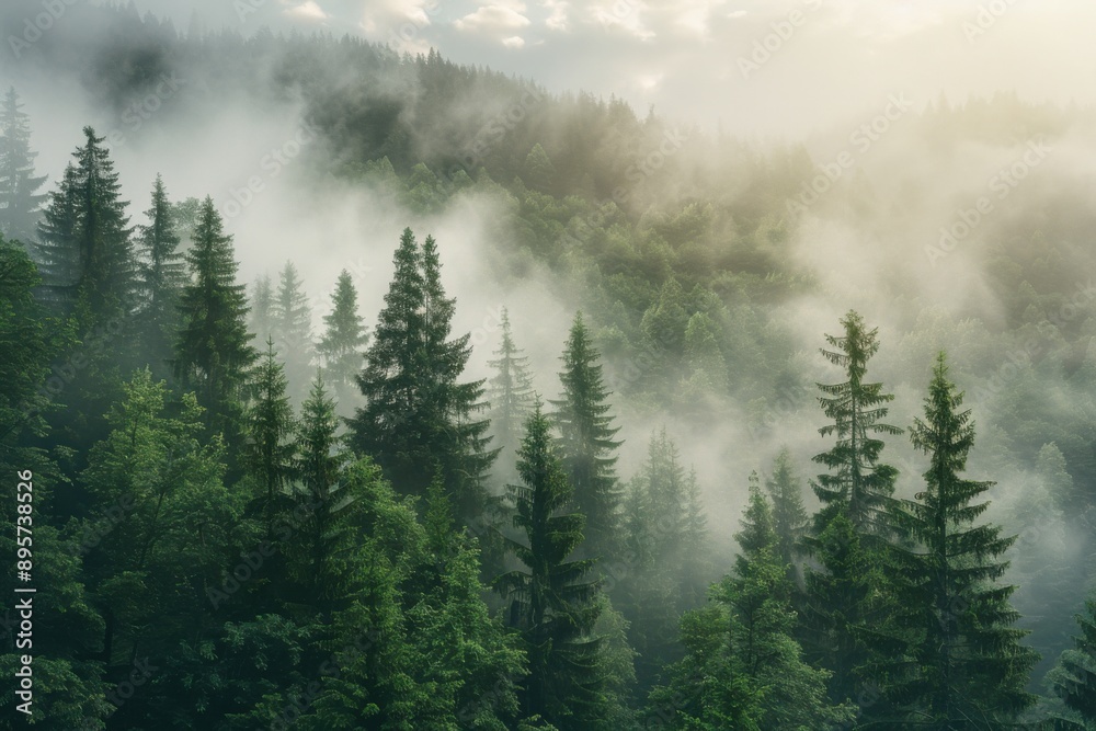 Spruce Forest on Foggy Sunrise in Mountains. Beautiful Misty Landscape with Nature and Trees Spruce Forest on Foggy Sunrise in Mountains. Beautiful Misty Landscape with Nature and Trees