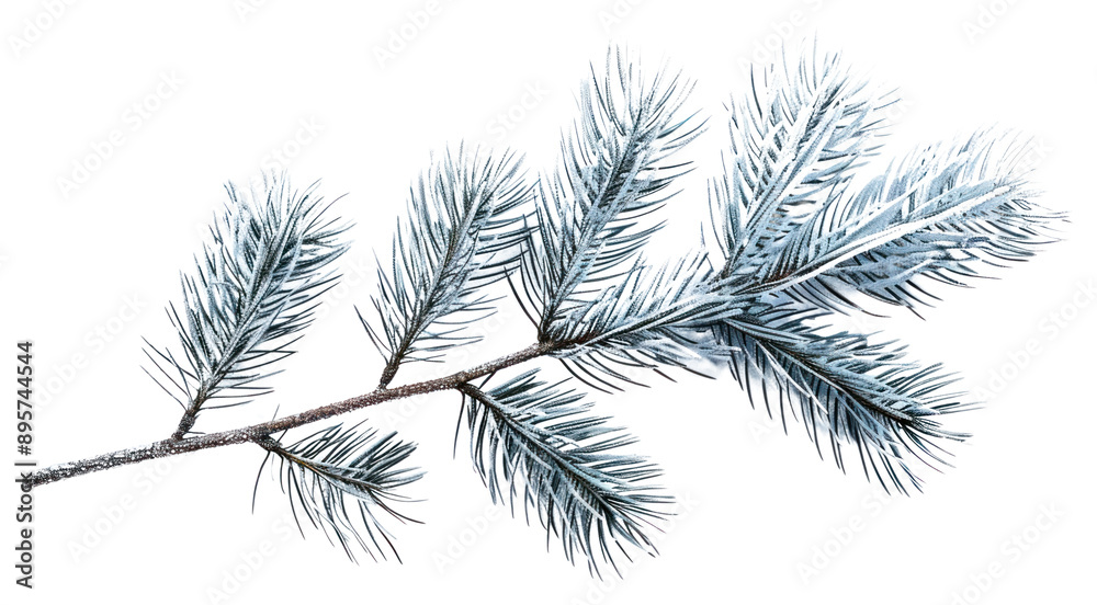 PNG A pine tree branch outdoors weather conifer. PNG A pine tree branch outdoors weather conifer.