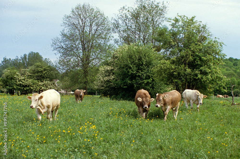 Fototapeta premium Vache, race brune