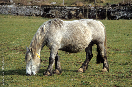 Cheval, race Percheron