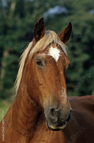 Cheval, race Sélle Francais