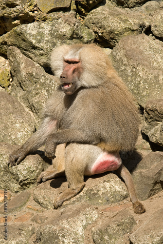 Singe hamadryas, male, Papio hamadryas photo