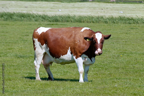 Vache, race Prim holstein pie rouge