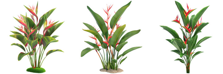 Set of Heliconia Plants Isolated on Transparent Background png