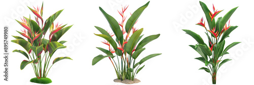 Set of Heliconia Plants Isolated on Transparent Background png