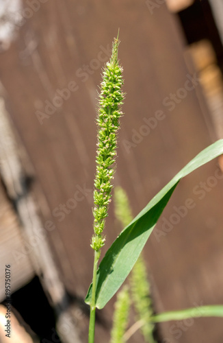 Close up of blooming Setaria verticillata, the hooked bristlegrass in summer photo