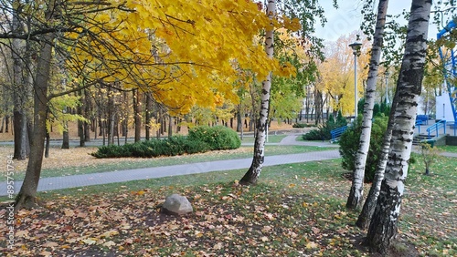 In the city park, a concrete tile path leads to the building through an alley of birches, lindens and maples with yellowed autumn leaves Next to the path is a grassy lawn with ornamental bushes photo