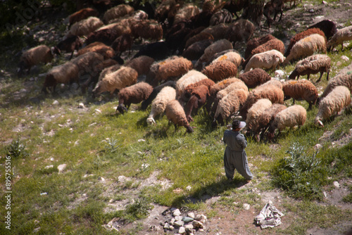 Bild auf Leinwand shepherd and flock in the nature of kurdistan province of Iran