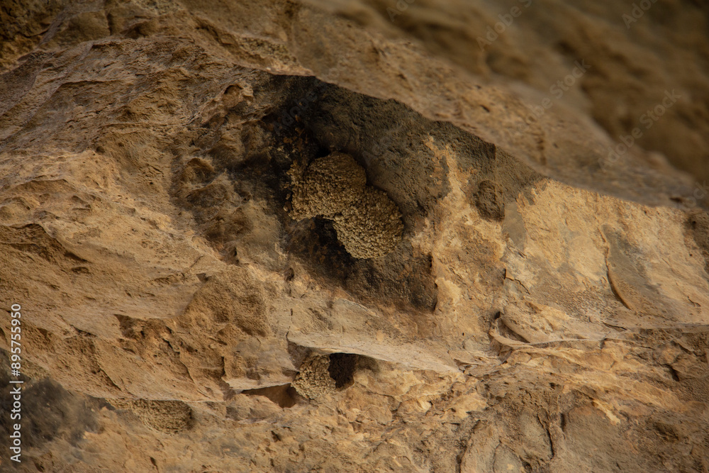 Obraz premium Interesting colonies in the ceiling of Karaftu cave in Kurdistan province of Iran
