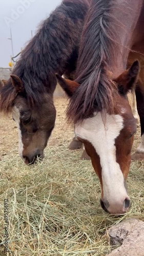 Brown horse heads eating grass in barn photo