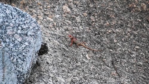 Oriental garden lizard on a rough boulder in Jawai national park photo