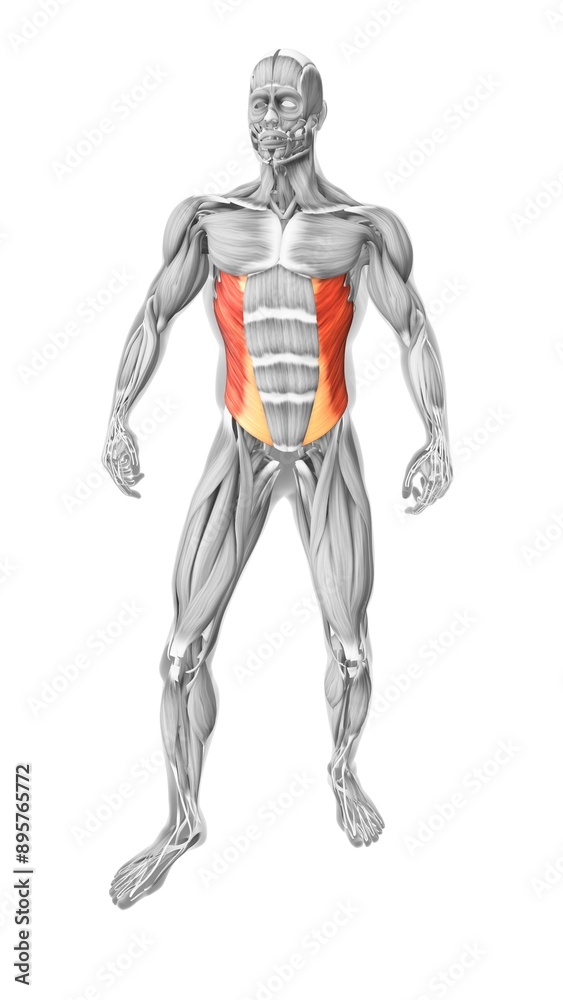 External oblique muscles in the human muscular system External oblique muscles in the human muscular system